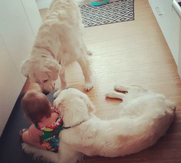 Illustration de l'article : 2 Goldens Retrievers aident un enfant de 15 mois à sortir de sa chambre pour obtenir des friandises (vidéo)
